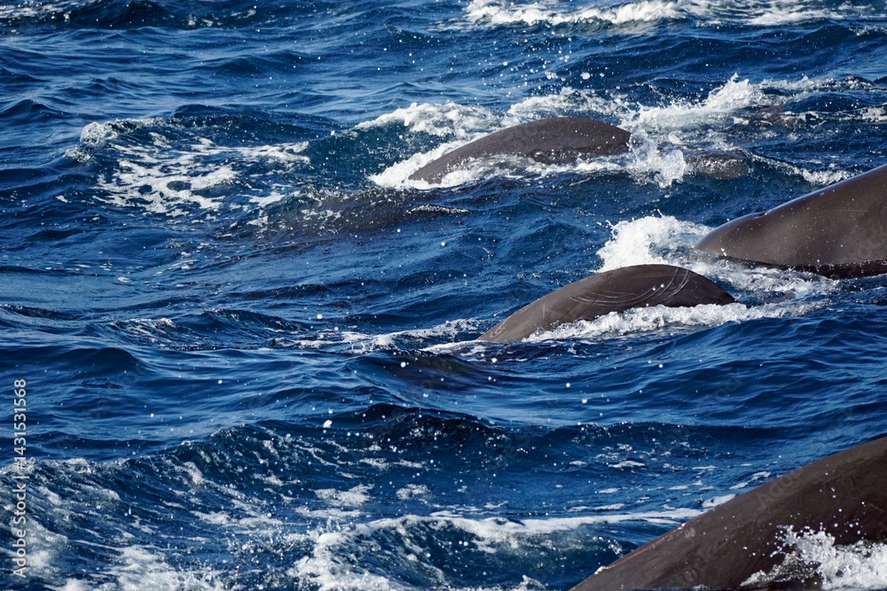Naklejka premium dolphin watching tour in mirissa