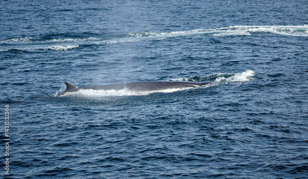 Fototapeta premium humpback whale in the indian ocean