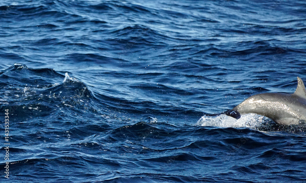 Obraz premium dolphin watching tour in mirissa