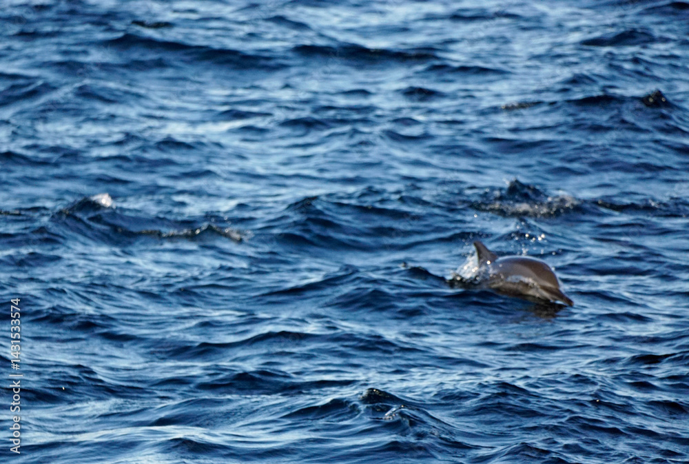 Obraz premium dolphin watching tour in mirissa
