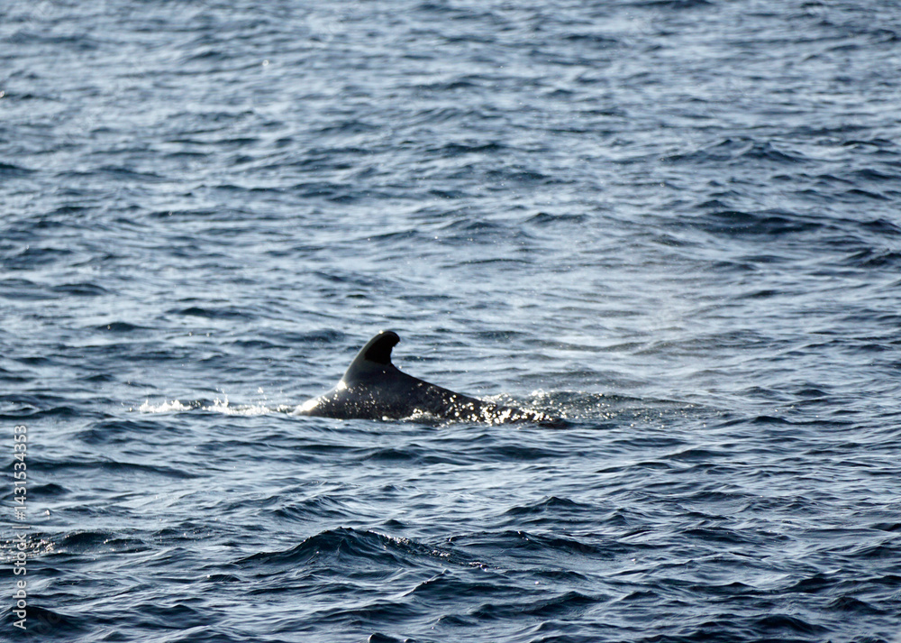 Fototapeta premium pilot whale in the indian ocean