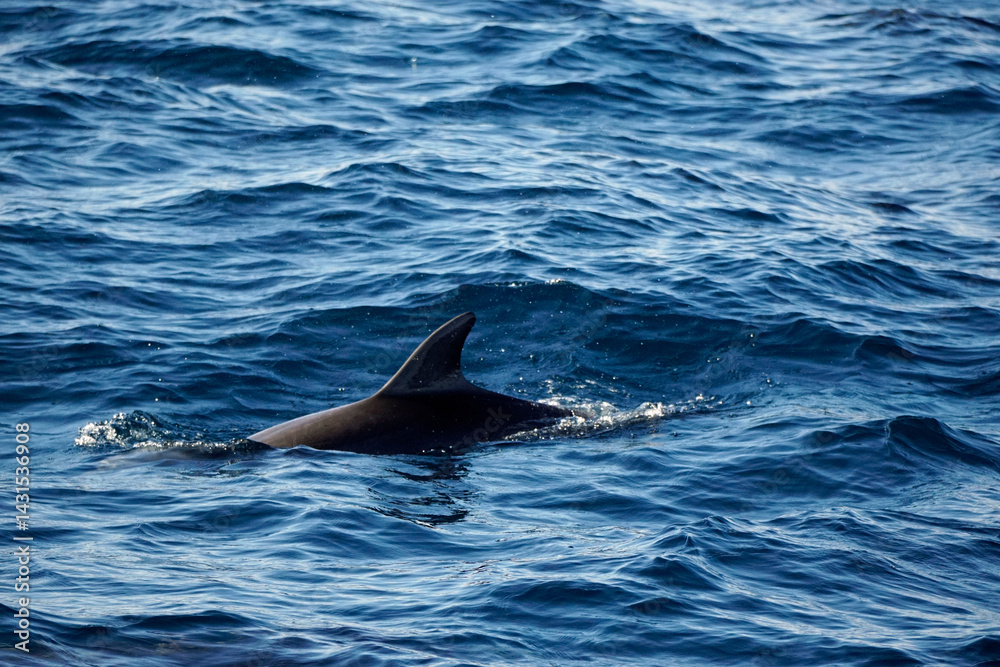 Fototapeta premium dolphin watching tour in mirissa