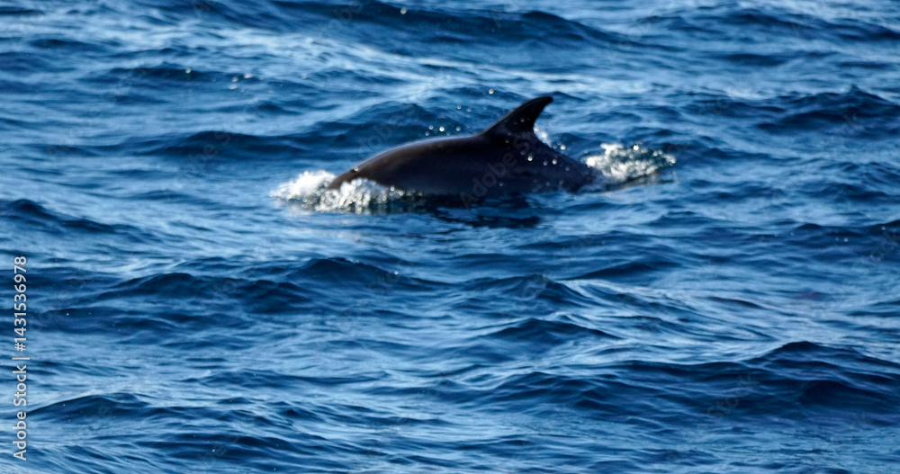 Naklejka premium dolphin watching tour in mirissa