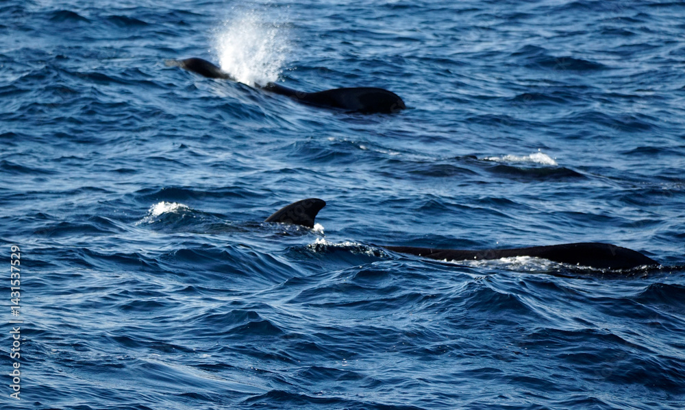 Naklejka premium pilot whale in the indian ocean