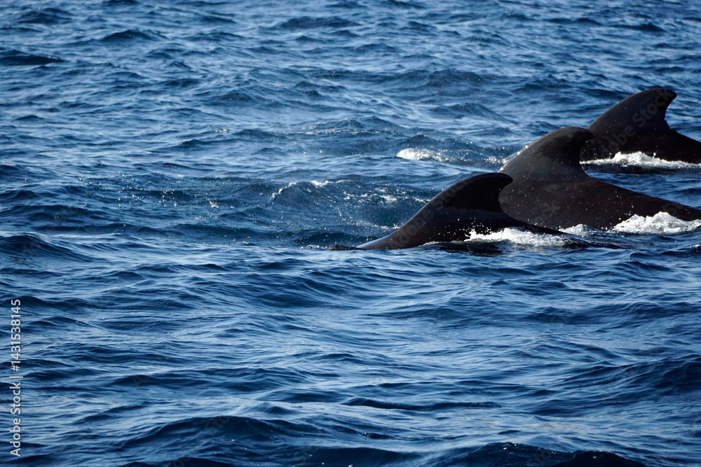 Fototapeta premium pilot whale in the indian ocean