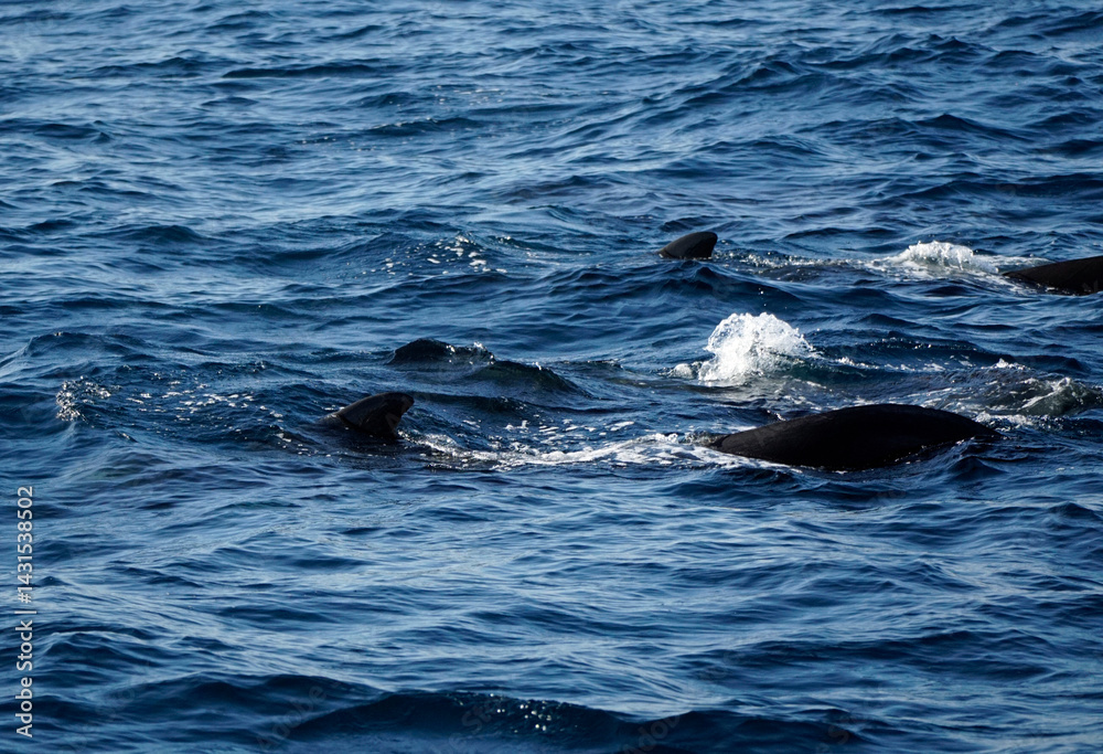 Fototapeta premium pilot whale in the indian ocean