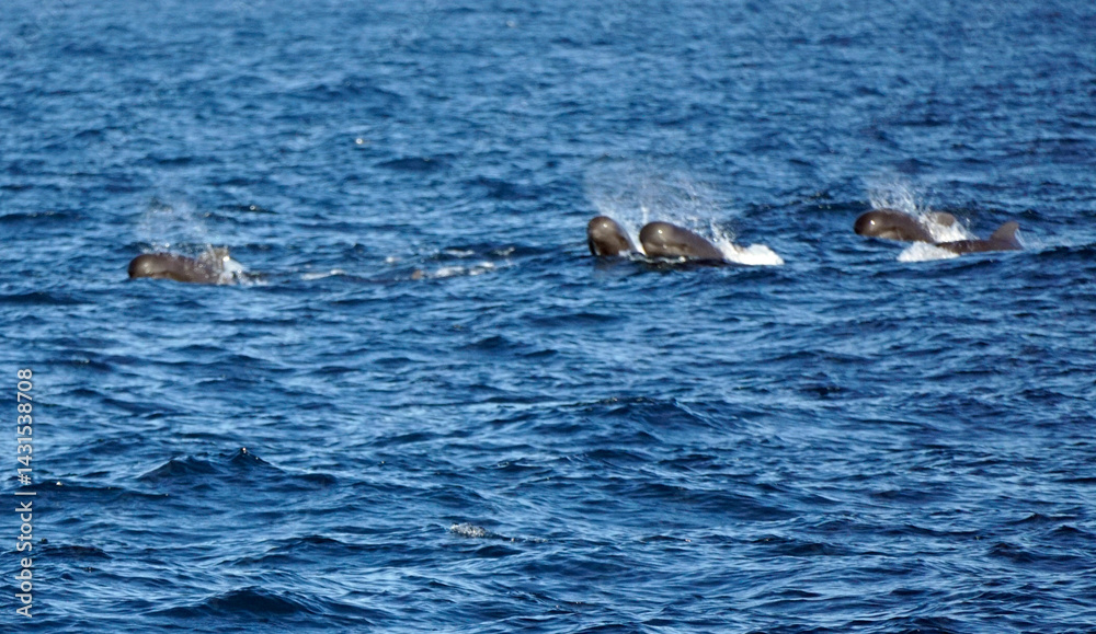 Obraz premium pilot whale in the indian ocean