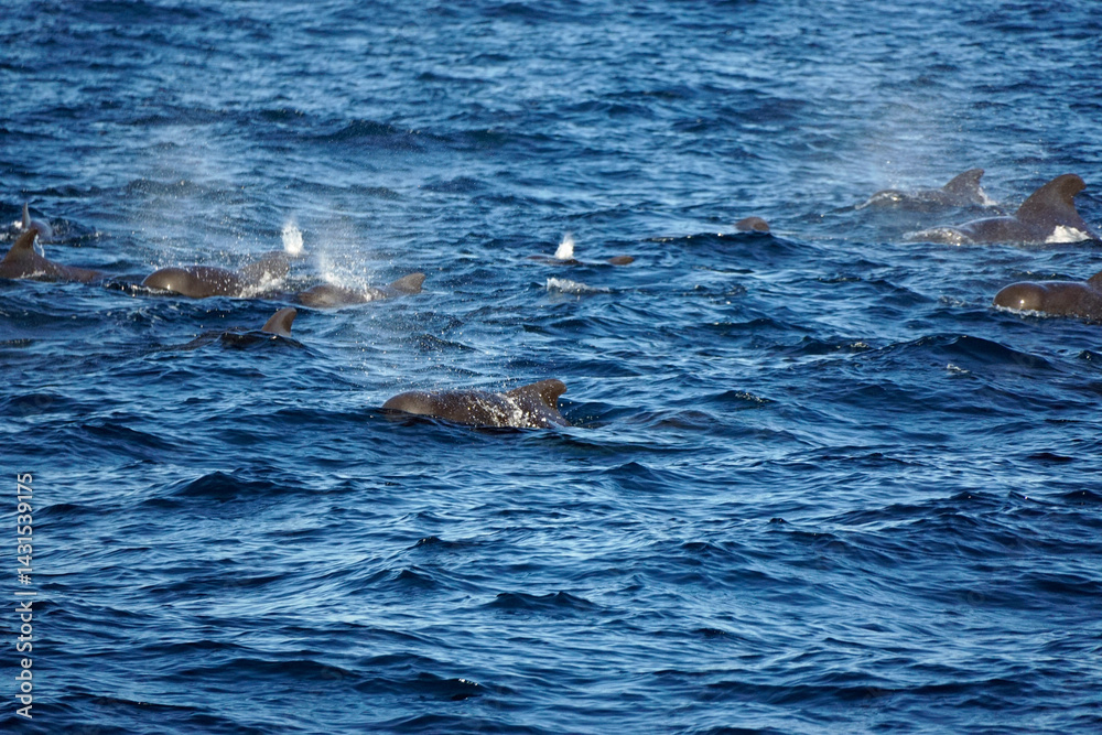 Obraz premium pilot whale in the indian ocean