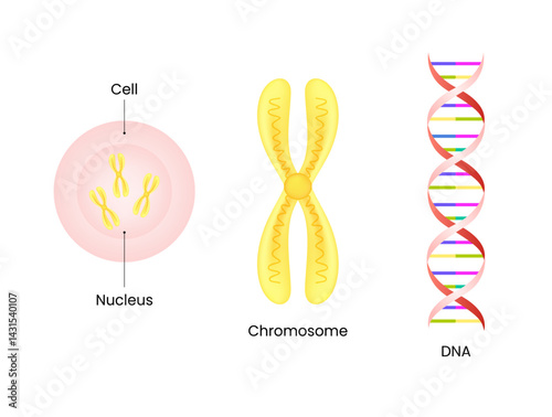 Cell, Nucleus, Chromosome, and DNA Structure