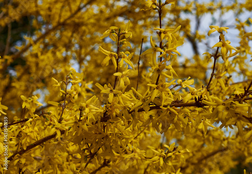 Flowering branch of Forsythia koreana in the garden