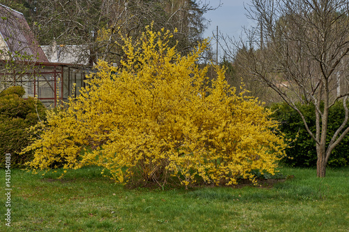 Flowering shrub Forsythia koreana in the garden