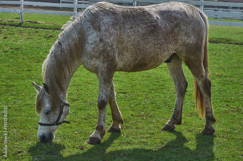 Horse grazing in a field on farm in Spring