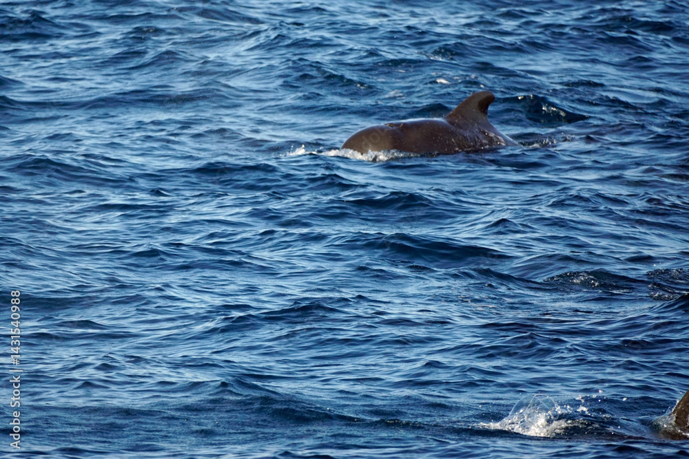 Fototapeta premium pilot whale in the indian ocean