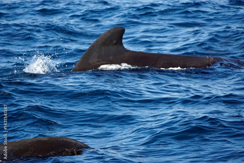 Naklejka premium pilot whale in the indian ocean