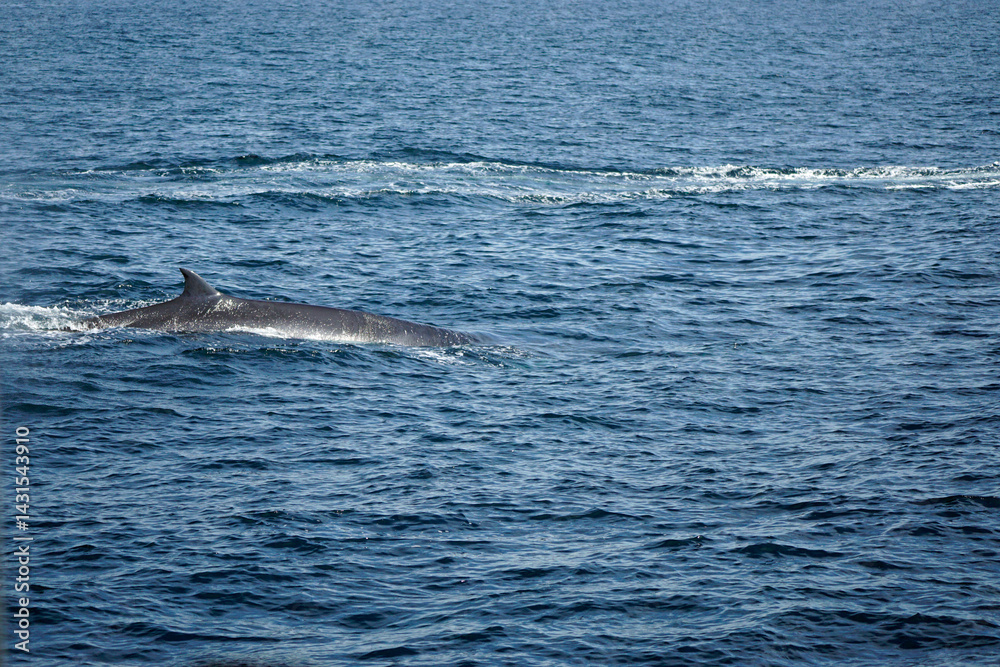 Naklejka premium humpback whale in the indian ocean