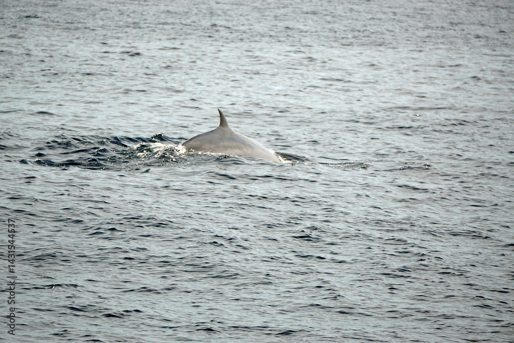 Naklejka premium dolphin watching tour in mirissa