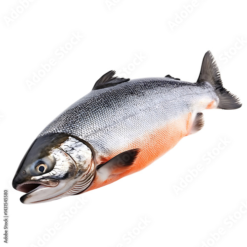 Fresh whole salmon fish with silver scales and orange-pink underbelly isolated on a transparent background shown in detailed lifelike realism