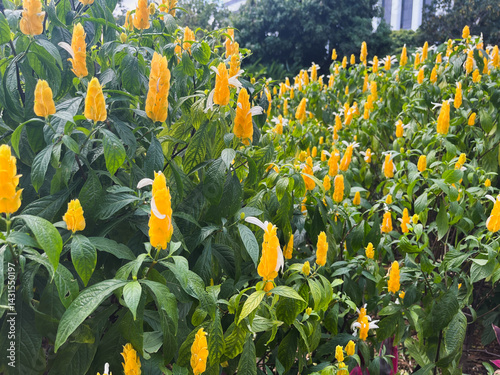 Pachystachys lutea – Close-up view