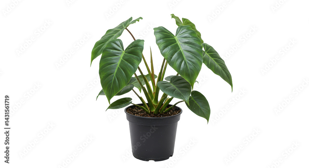 Fototapeta premium A potted plant with large, green leaves. Black pot is placed on a transparent background