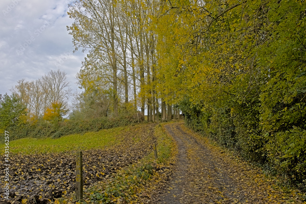 Naklejka premium Trail through an autumn landscape near the village of Munkzwalm, Flanders, Belgium 