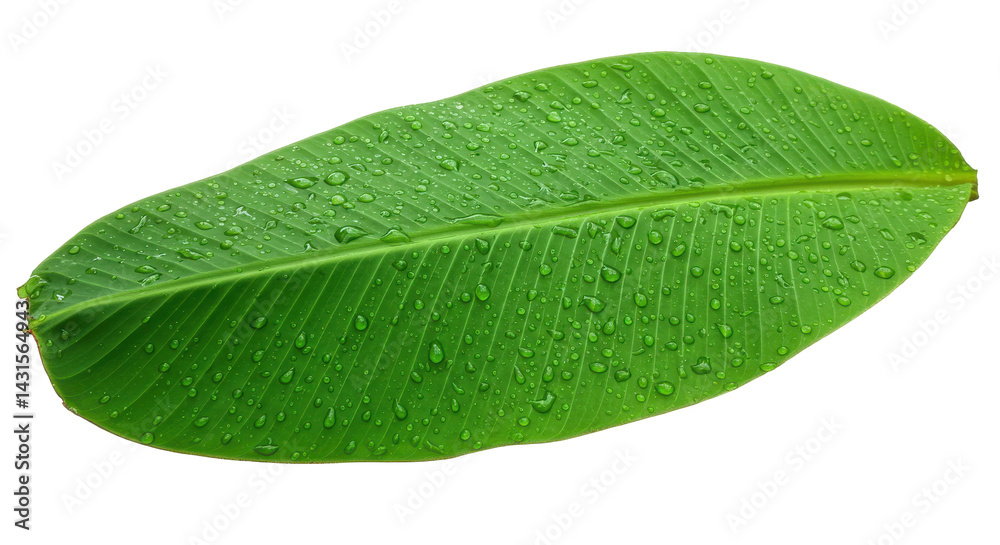 Obraz premium Lush green leaf covered with water droplets against a dark, contrasting background