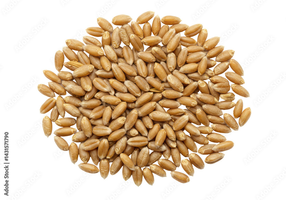 Obraz premium Golden wheat grain circle on black Seeds of harvest