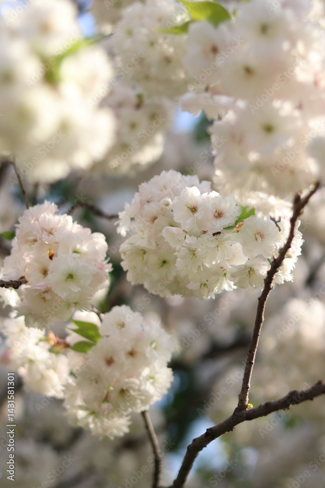 White flowers. Sakura in full bloom. Beautiful white sakura flowers with soft focus. Flowers close-up. Spring background. Blossoming sakura in the park