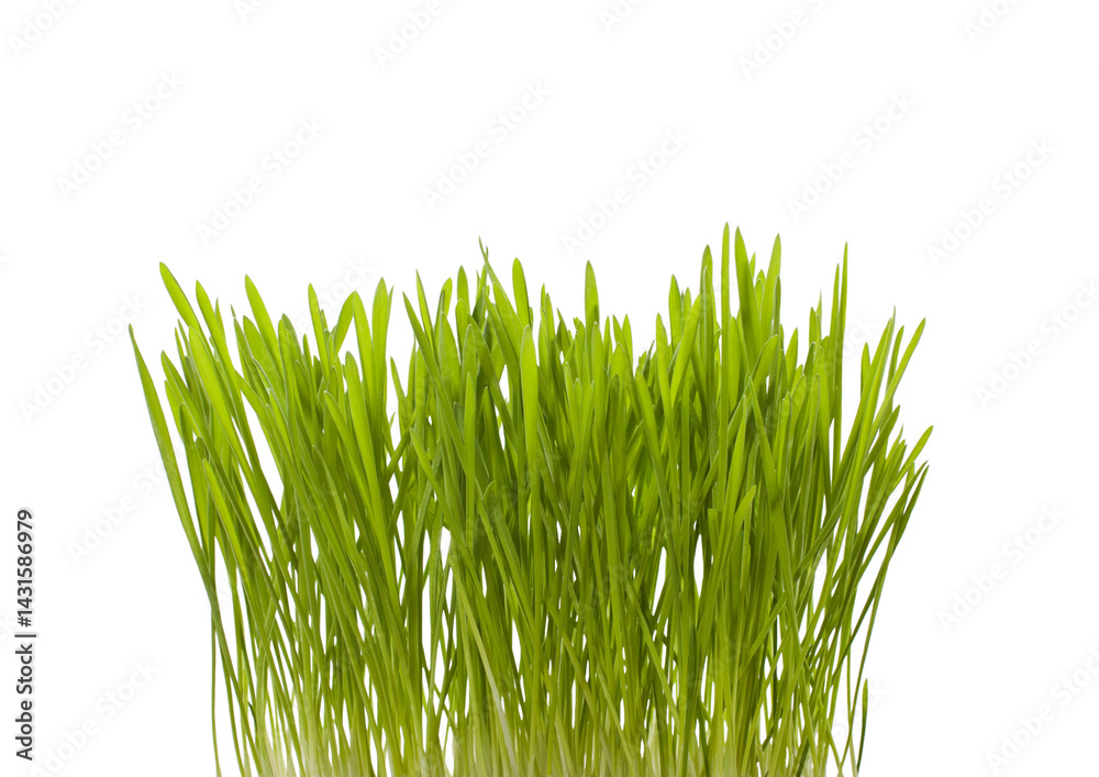 Obraz premium Fresh green grass isolated on white