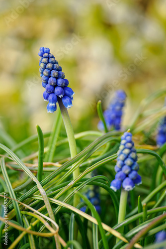 Blue grape hyacinth flower in detail.

