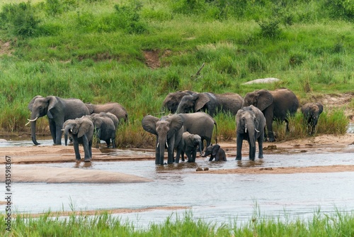 Photography Herd of African elephants by a river in lush landscape.