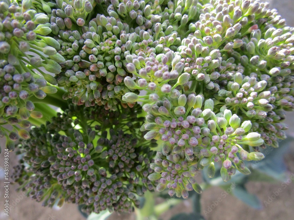 花が咲きそうなブロッコリーの蕾のアップ 花が咲きそうなブロッコリーの蕾のアップ