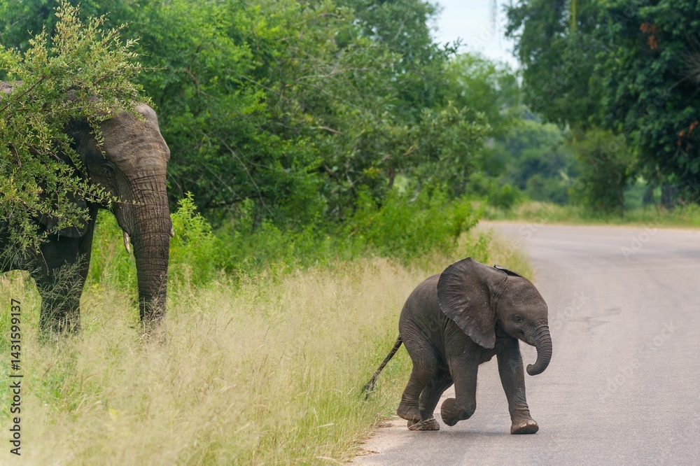 Fototapeta premium Baby elephant walking near forest road.