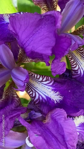 Stunning close-up of vibrant purple iris flowers in full bloom. The intricate petal patterns and rich colors create a captivating visual. Ideal for nature and botanical enthusiasts.