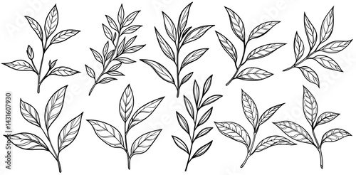 Monochrome botanical illustrations depicting detailed tea leaf silhouettes, highlighting intricate venation and organic branch structures in elegant botanical rendering