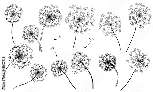Delicate dandelion seeds drifting, scattering weightlessly against soft background, illustrating gentle nature transformation and ephemeral botanical movement