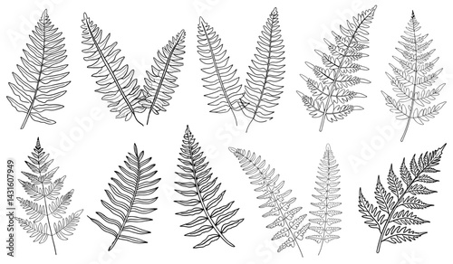 Collection of fern in line art style, showcasing diverse frond structures and natural patterns. Suitable for botanical cosmetics, herbal product labels, and pharmaceutical design themes.