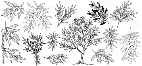 Sea buckthorn botanical sketch featuring branches, berries, leaves, and tree silhouette in delicate hand drawn style