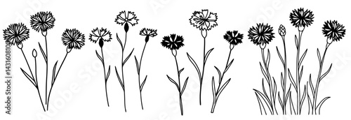 Monochrome line drawing revealing wild cornflowers with graceful petals and thin stems, capturing botanical elegance through minimalist graphic design