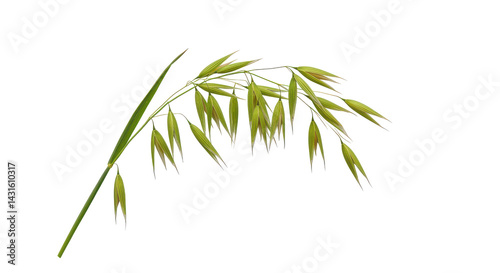 Oats, with light green stalk and pale tan seeds. Beautiful, isolated on solid black background