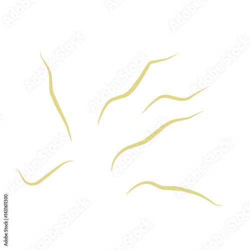 Illustration Ascaris