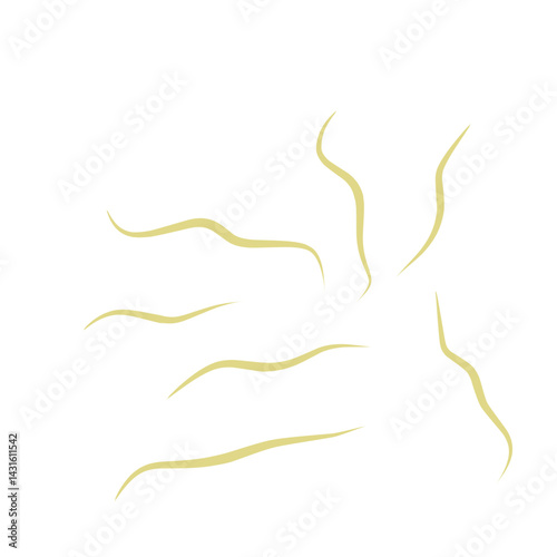 Illustration Ascaris