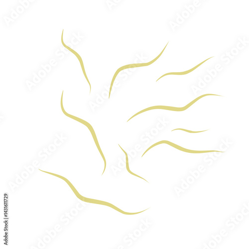 Illustration Ascaris