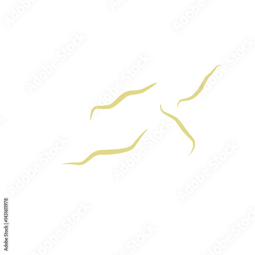 Illustration Ascaris