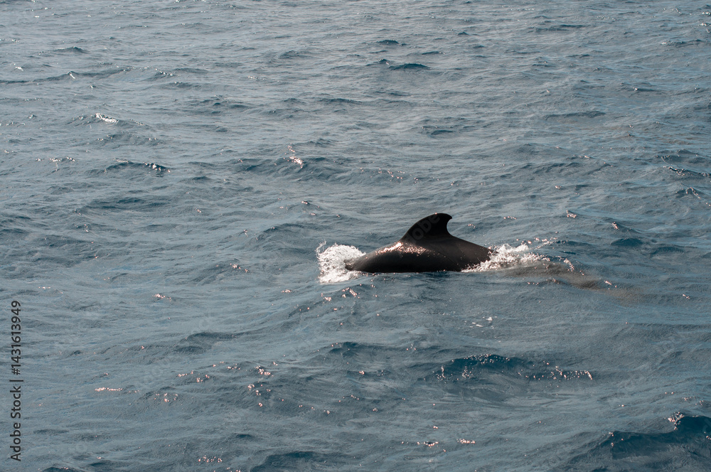 Obraz premium Pilot whale surfacing with water splashes in the ocean near Tenerife