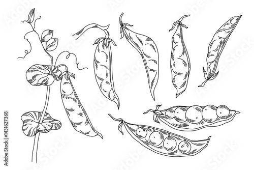 Set of sketch green peas, black outline of whole and halves of pods on white background