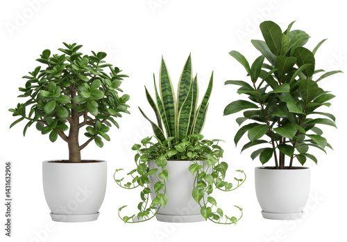 Trio of potted plants jade snake  broadleaf ficus each in a simple white pot