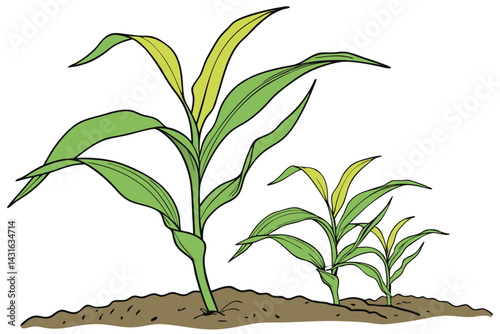 3 Green corn plant, young maize seedling, vibrant leaves, white background, botanical illustration, fresh growth, agricultural crop, organic farming, detailed plant structure, bright green foliage, is
