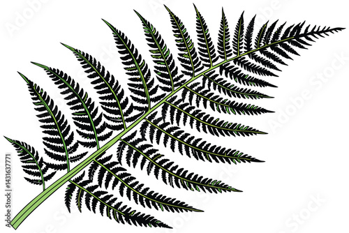 4 Vibrant green fern, detailed fronds, botanical illustration, white background, high resolution, photorealistic, nature photography, symmetrical composition, lush foliage, intricate leaf structure, v