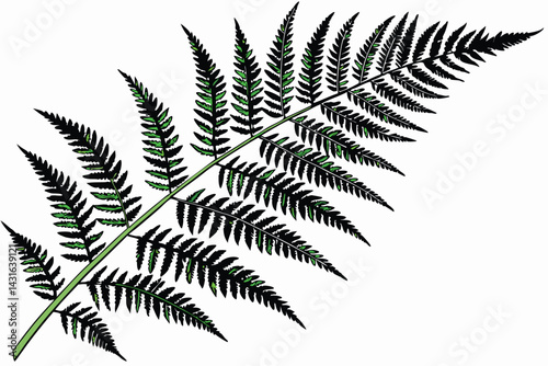 4 Vibrant green fern, detailed fronds, botanical illustration, white background, high resolution, photorealistic, nature photography, symmetrical composition, lush foliage, intricate leaf structure, v