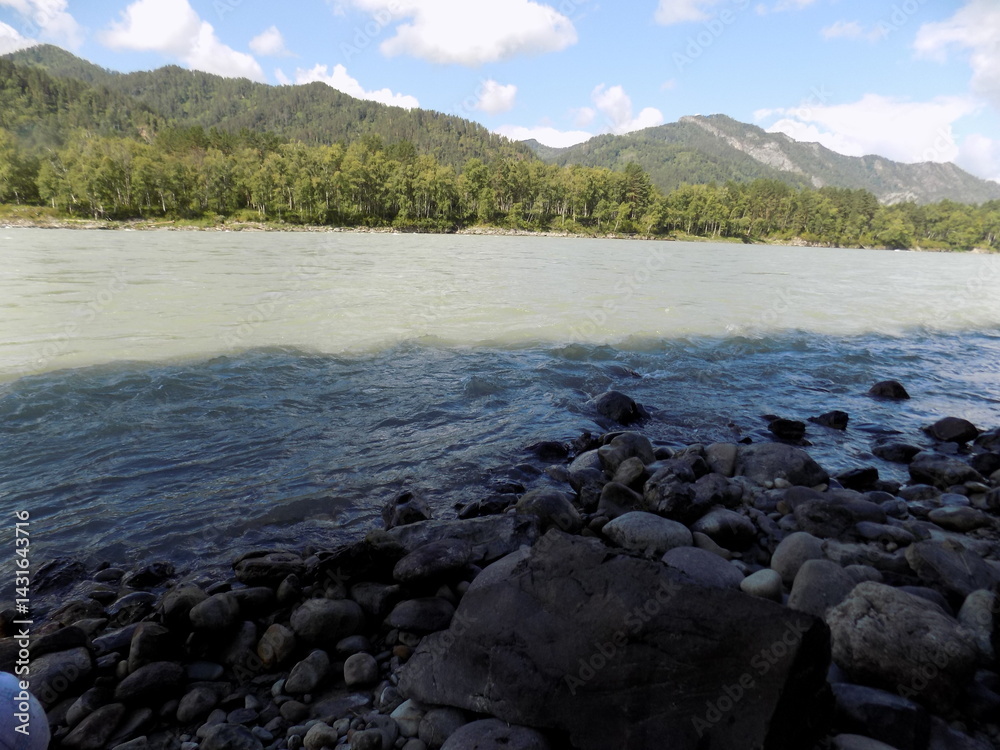 Fototapeta premium Katun River - Serene river flows past rocky shore under a blue sky with scattered clouds in a mountainous landscape at midday